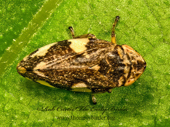 Philaenus spumarius  MEADOW SPITTLEBUG 9079023z