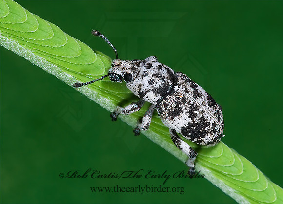 Colecerus marmoratus 7006489z