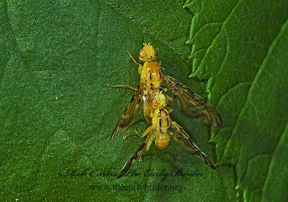 Strauzia longipennis  FRUIT FLY 4002395z