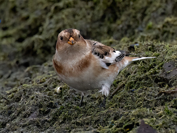 Plectrophenax nivalis SNOW BUNTING 9084922z