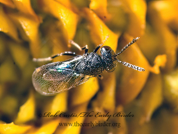 Pteromalidae 5002241z
