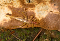 Neoxabea bipunctata  2-SPOTTED TREE CRICKET 8017465z