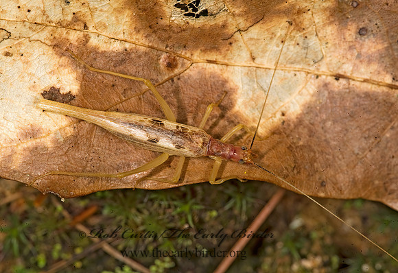 Neoxabea bipunctata  2-SPOTTED TREE CRICKET 8017465z