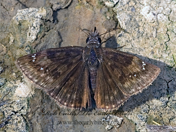 Erynnis baptisiae WILD INDIGO DUSKYWING 8017296z