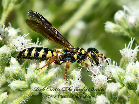 Myzinum quinquecinctum  5-BANDED THYNNID WASP 9049464z