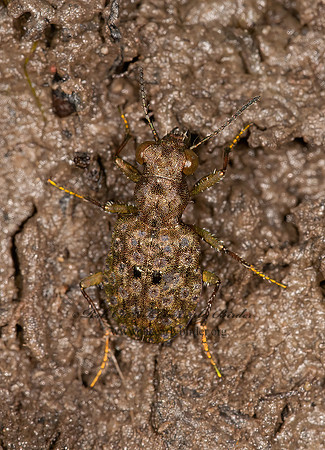 Elaphrus californicus MARSH GROUND BEETLE 3016380z