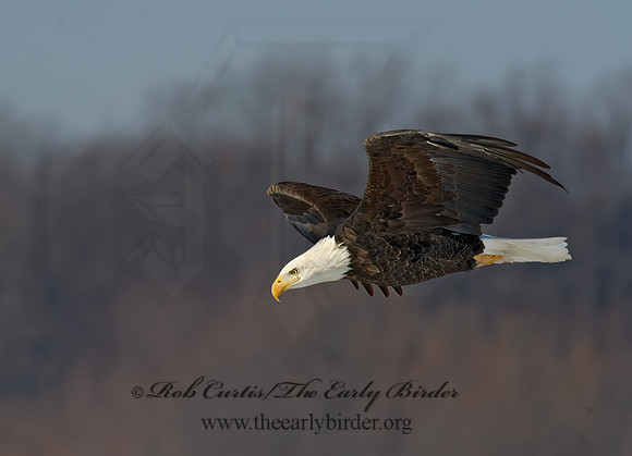 Haliaeetus leucocephalus  BALD EAGLE 8010049z