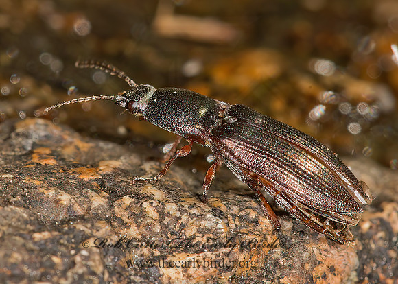 Selatosomus splendens PROSTERNINI  CLICK BEETLE 9032960z