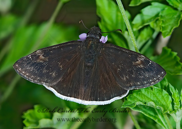 Erynnis funeralis FUNEREAL DUSKYWING 7006161z