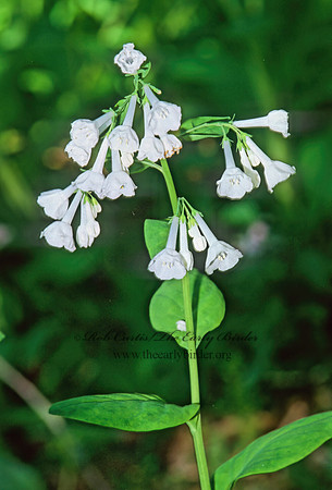 Mertensia virginica  VIRGINIA BLUEBELL 265412z