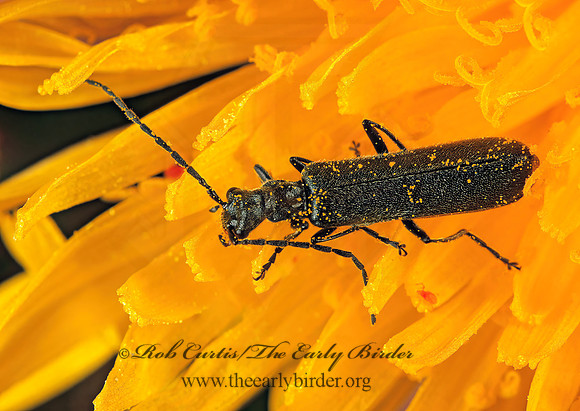 Calopus angustus 237217z