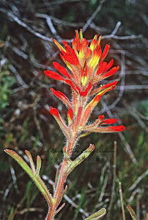 Castilleja chromosa  DESERT PAINTBRUSH 122432z