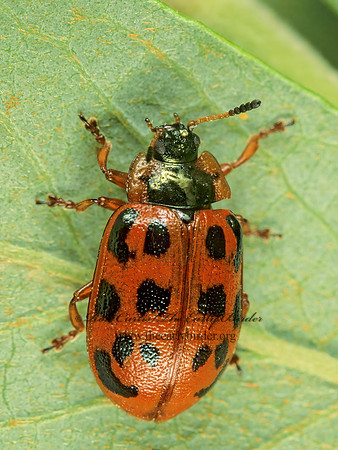 Chrysomela mainensis  CHRYSOMELINAE LEAF BEETLE 243606 z