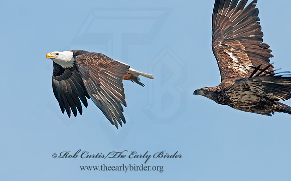 Haliaeetus leucocephalus  BALD EAGLE 3000882z