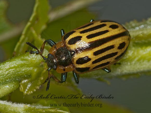 Chrysomela (Macrolina) scripta  COTTONWOOD LEAF BEETLE 3003105z
