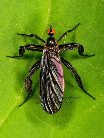 Rhamphomyia longicauda  DANCE FLY 9079047z