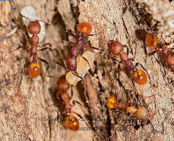 Aphaenogaster tennesseensis 9014782z