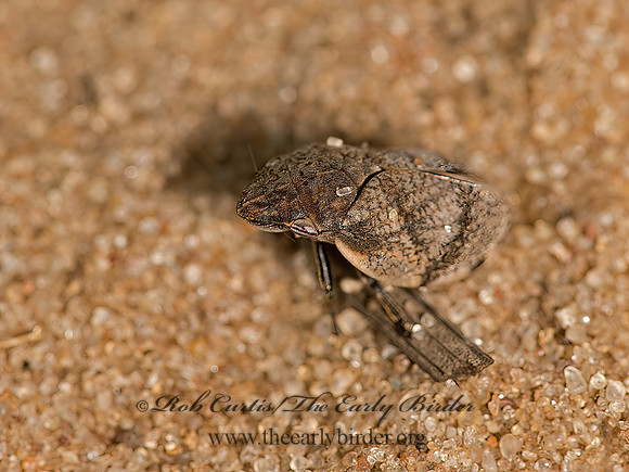 Lepyronia gibbosa  HILL-PRAIRIE SPITTLEBUG 9047263z