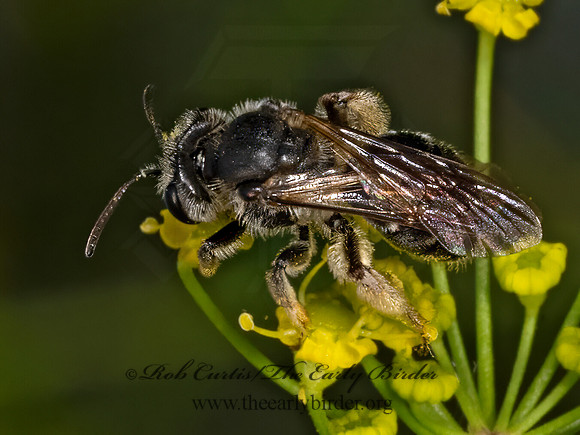 Andrena  BLACK MINER BEE 9079247z