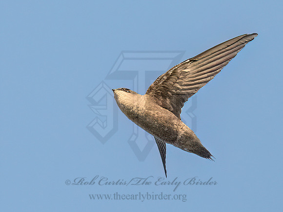 Chaetura pelagica CHIMNEY SWIFT 9090375z