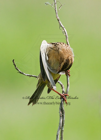 Dolichonyx oryzivorus  BOBOLINK 3008351z