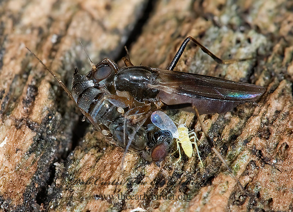 Tachypeza  HYBOTID DANCE FLY 6016425z