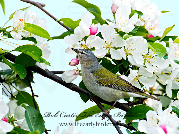Leiothlypis peregrina  TENNESSEE WARBLER 9022188z