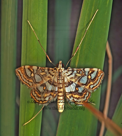 Nymphula ekthlipsis NYMPHULINI CRAMBID MOTH 177637 z