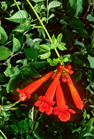 Campsis radicans  TRUMPET FLOWER 277334z