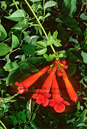Campsis radicans  TRUMPET FLOWER 277334z