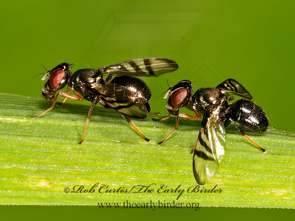 Rivellia  BLACK SIGNAL FLY 9079068z