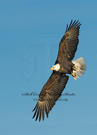 Haliaeetus leucocephalus  BALD EAGLE 8009779z