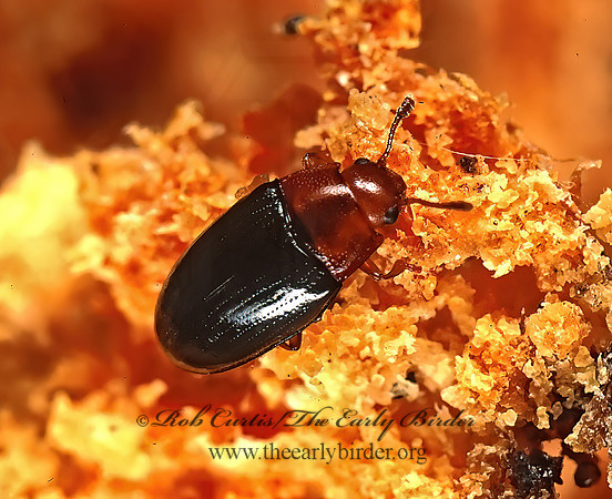 Triplax californica 151522z