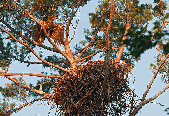 Haliaeetus leucocephalus  BALD EAGLE 3002836z