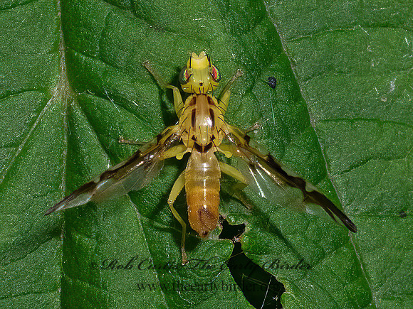 Strauzia  FRUIT FLY 3022370z