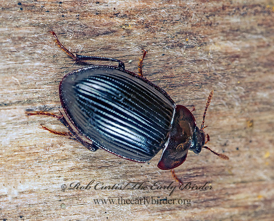 Necrophilus hydrophiloides 151534z