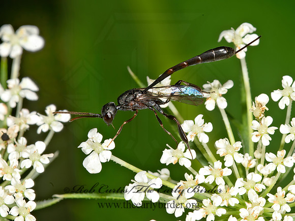 Gasteruption assectator or kirbii GASTERUPTIID WASP 9013426z
