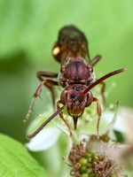 Nomada ruficornis grp NOMAD BEE 9078647
