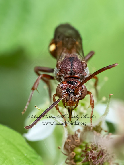 Nomada ruficornis grp  NOMAD BEE 9078647