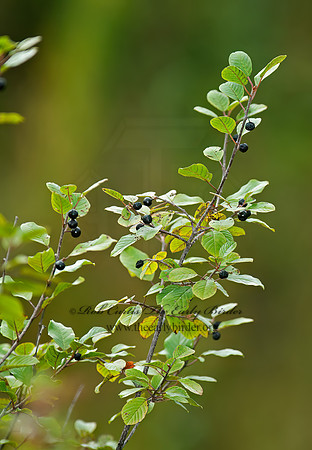 Aronia melanocarpa  BLACK CHOKECHERRY  7017951z