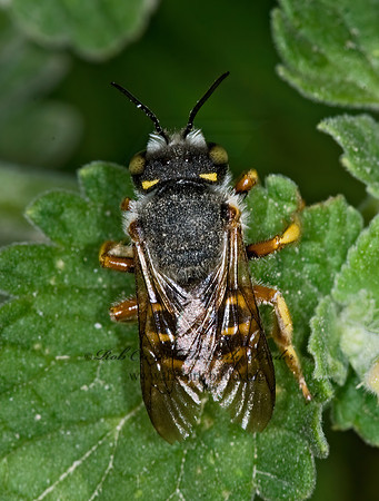 Anthidium oblongatum  OBLONG WOOLCARDER BEE 6009253z