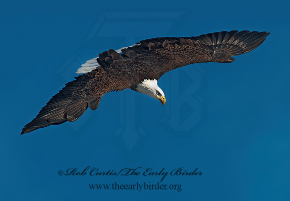 Haliaeetus leucocephalus  BALD EAGLE 3000904z