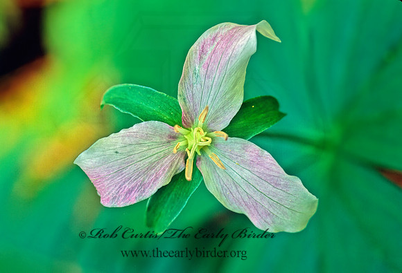 Trillium ovatum  WESTERN TRILLIUM 132609z