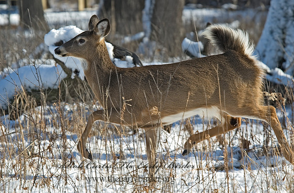 Odocoileus virginianus  WHITE-TAILED DEER 5017680z