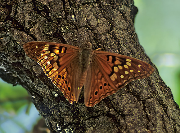 Asterocampa clyton  TAWNY EMPEROR 57022z