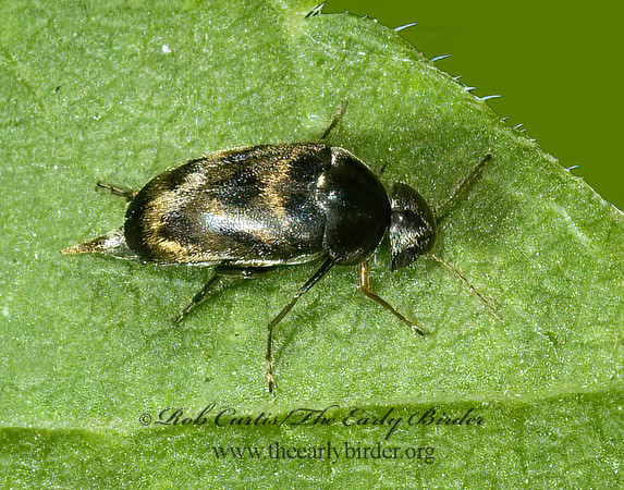 Paramordellaria triloba 5000460z