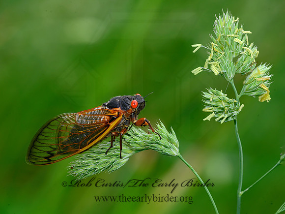 Magicicada septendecim  17-YEAR CICADA 3020960z-
