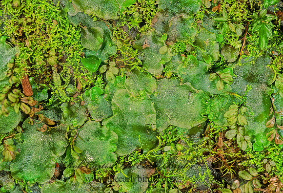 Marchantia polymorpha  LUNG LIVERWORT 230312z