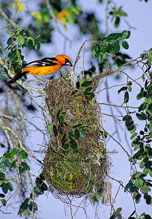 Icterus gularis  ALTAMIRA ORIOLE 90524z