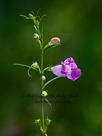 Agalinis purpurea  PURPLE FALSE FOXGLOVE 9041001z